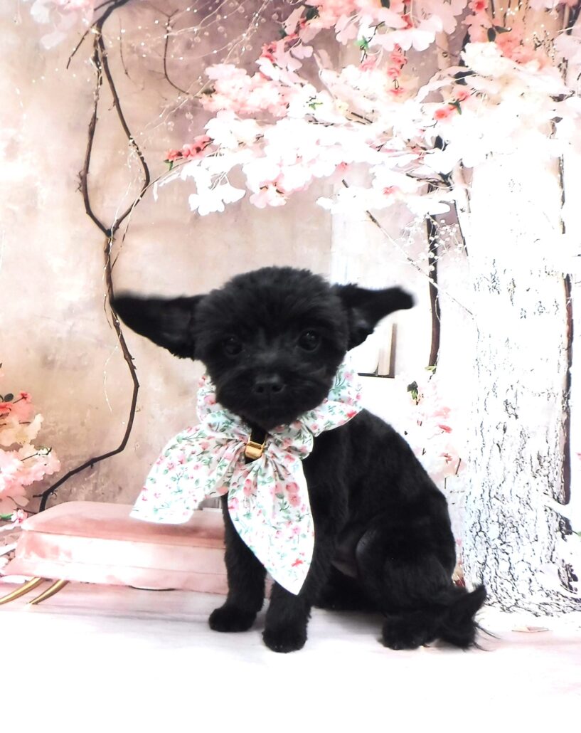 ちょこちゃん