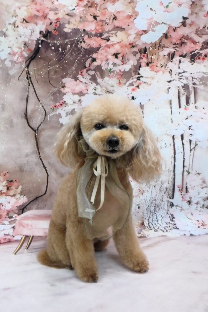 のんちゃん