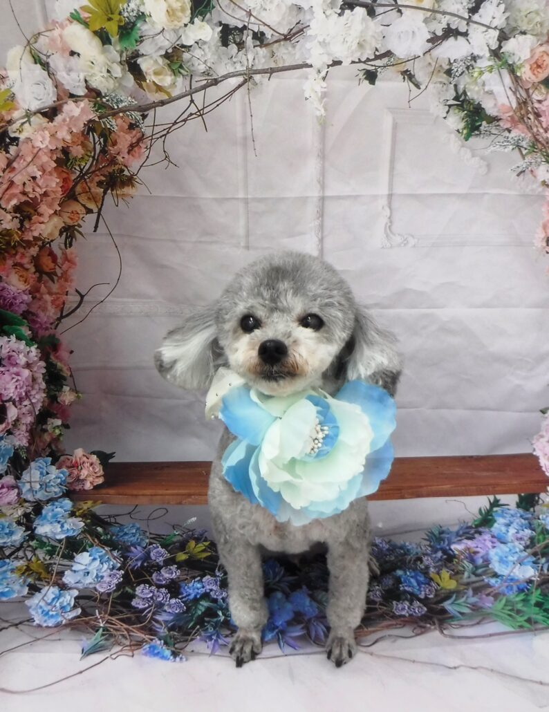 当店ひめ