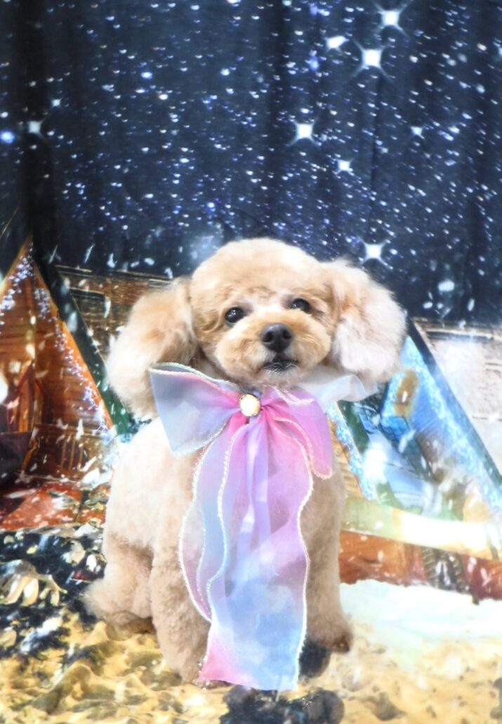 はなちゃん
