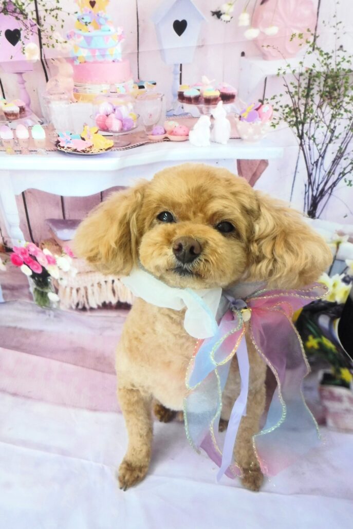 ジョージちゃん