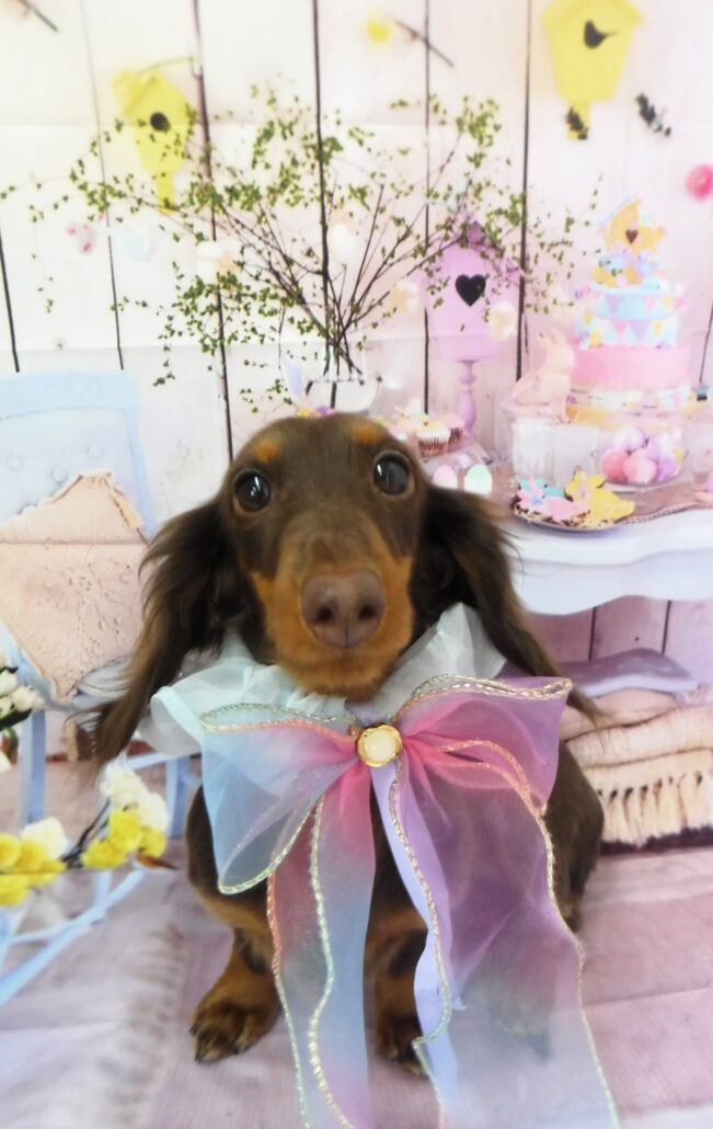 だにえるちゃん