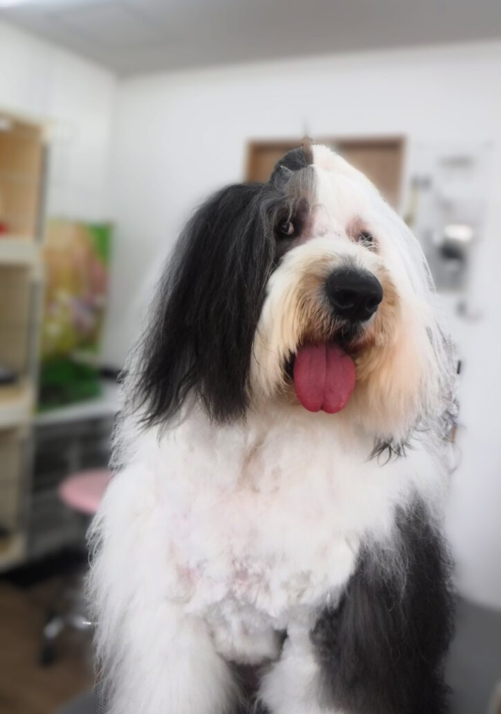 オリオンちゃん