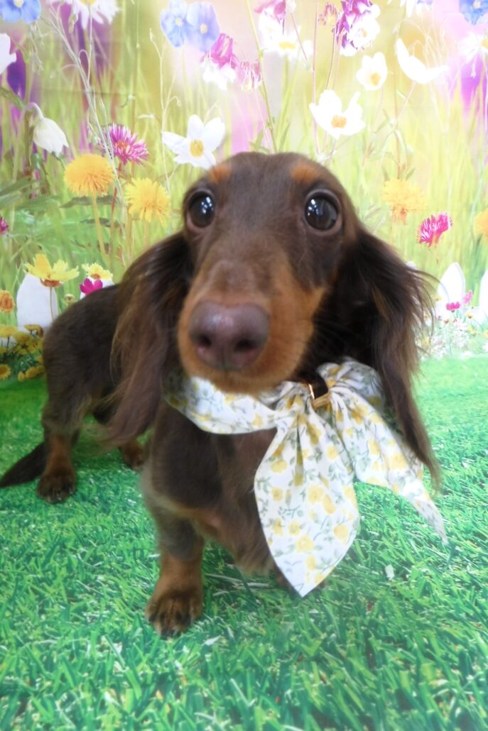 だにえるちゃん