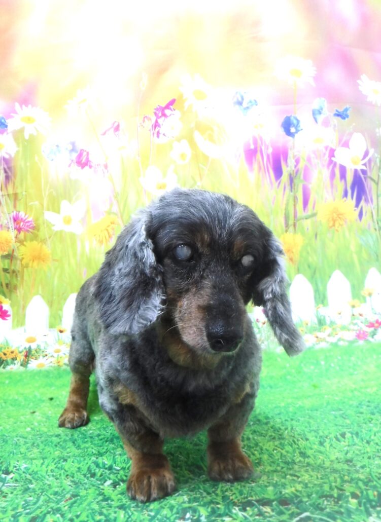 オリーブちゃん