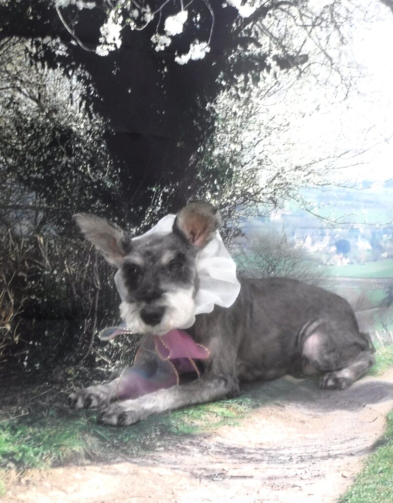 あずきちゃん