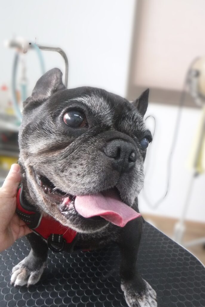 ビッフちゃん