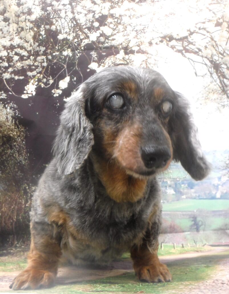 オリーブちゃん