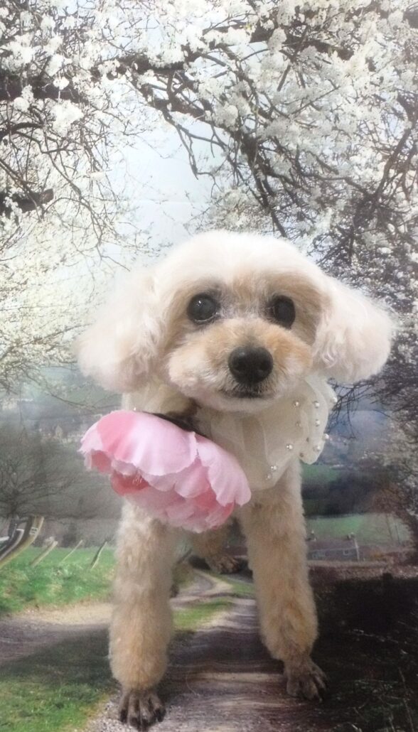 ホイップちゃん