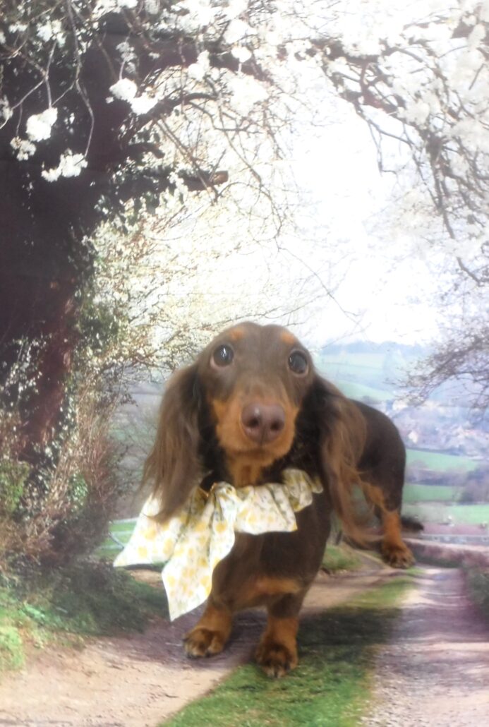 だにえるちゃん