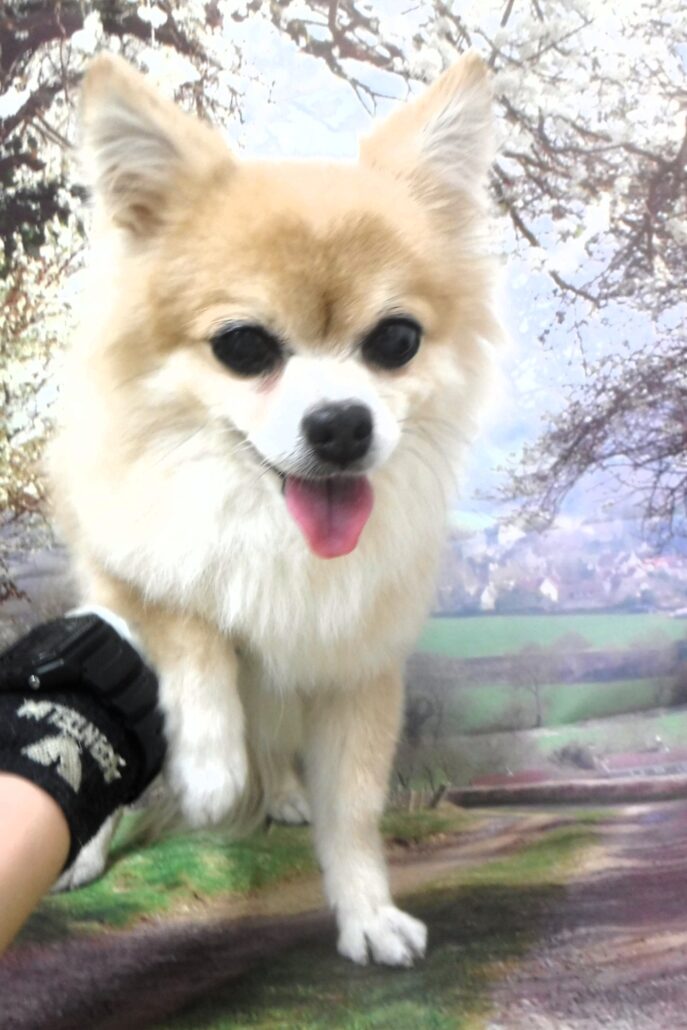 チロルちゃん