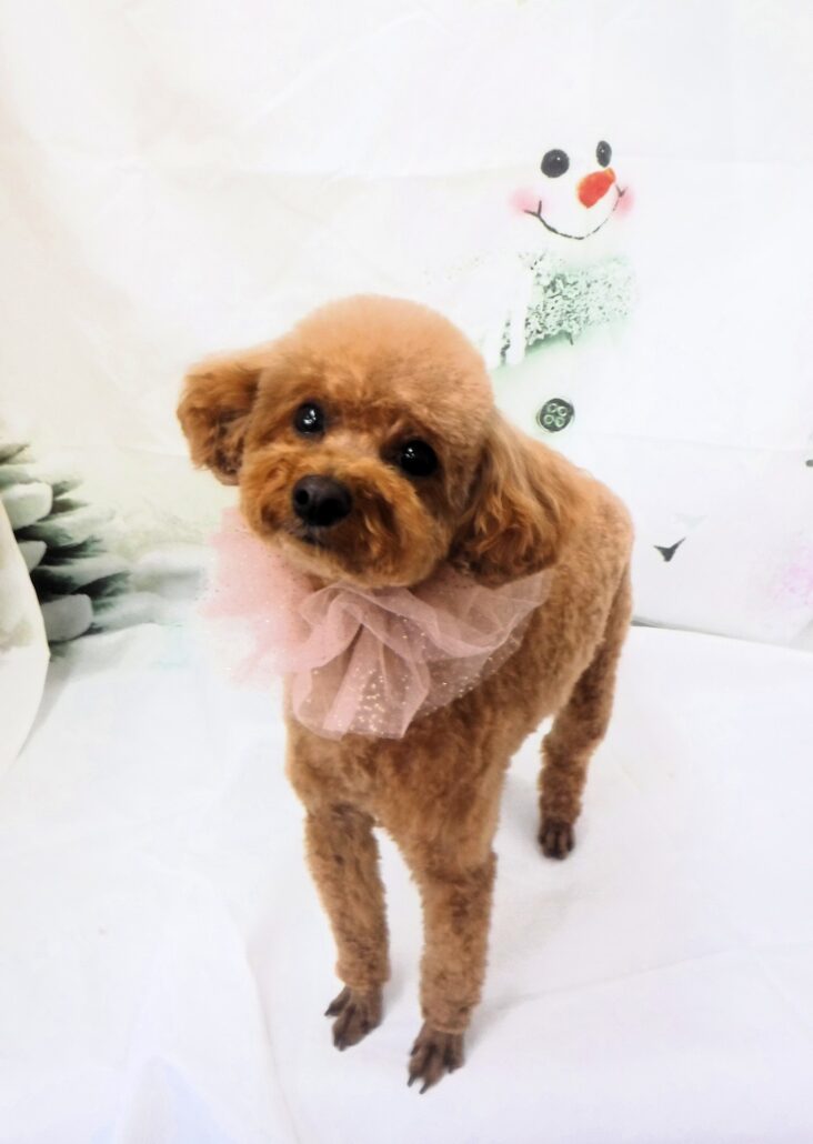 おこげちゃん