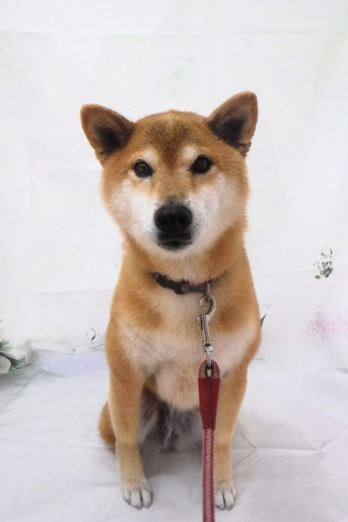 チャチャちゃん