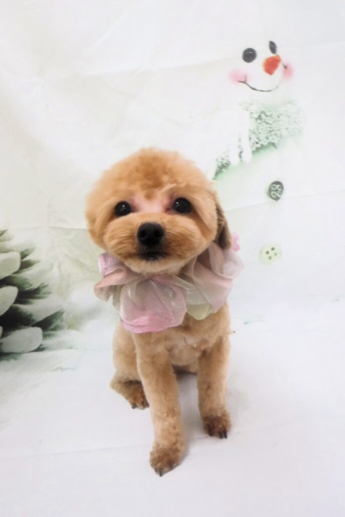 ルルちゃん
