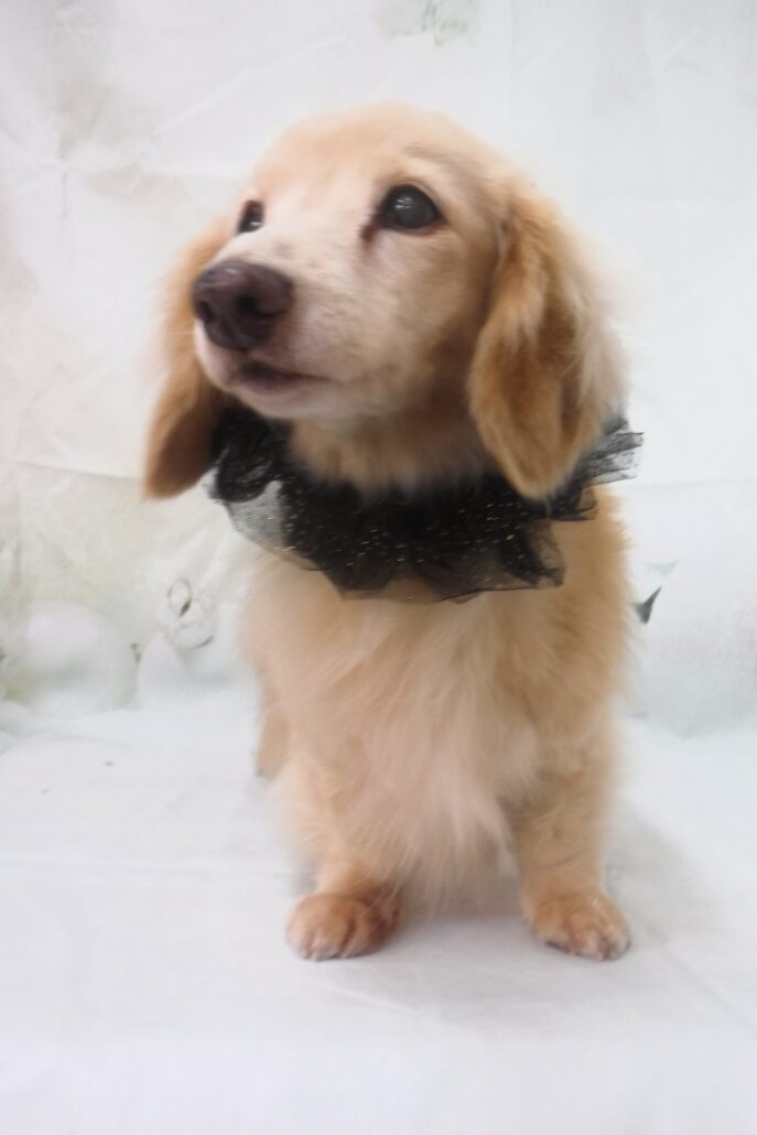 ぱんちゃん