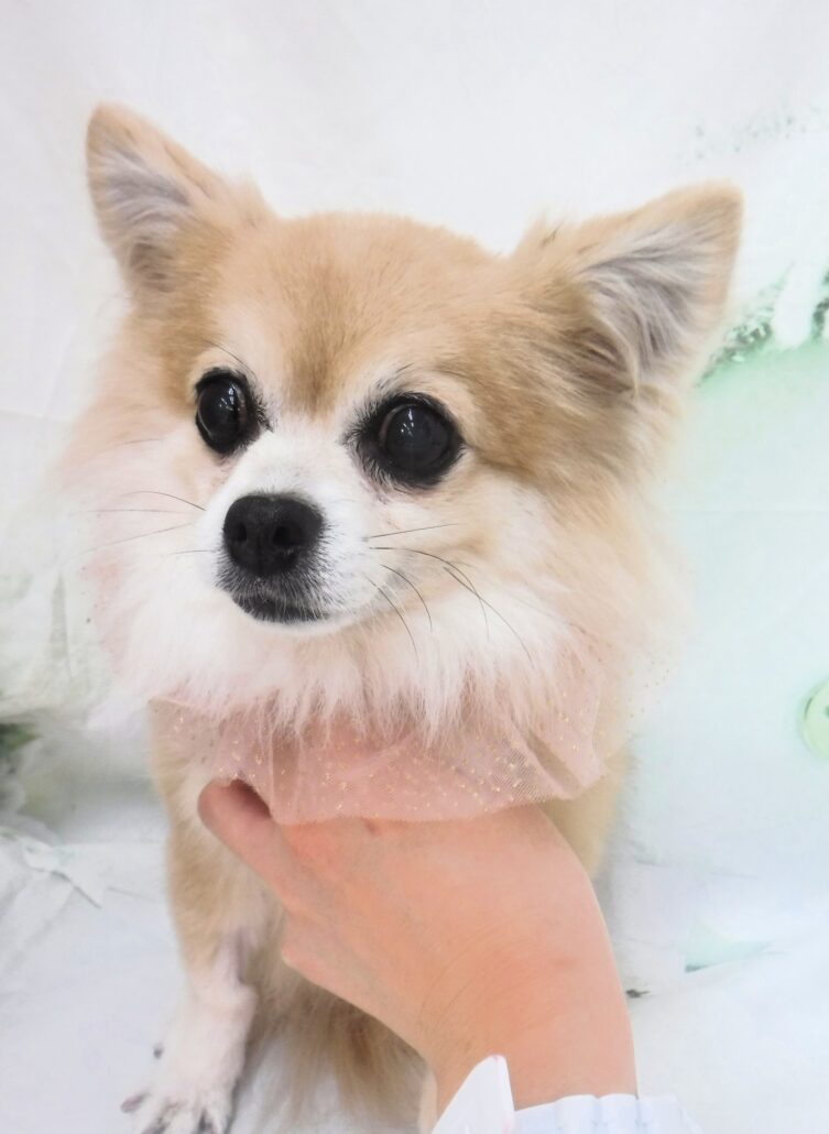 チロルちゃん