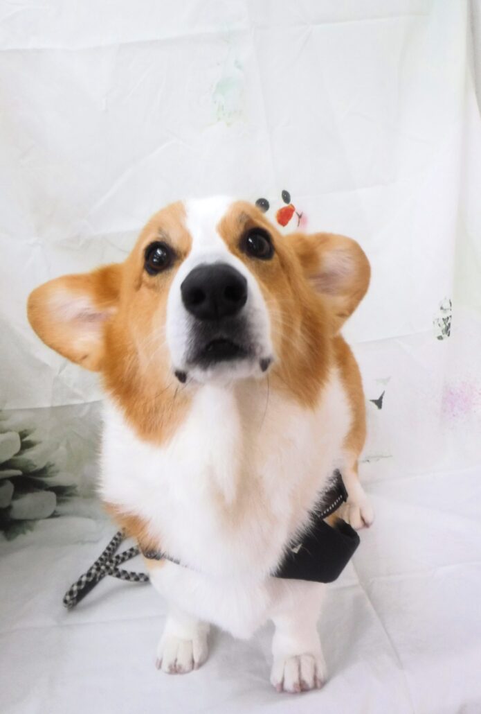 のぶちゃん