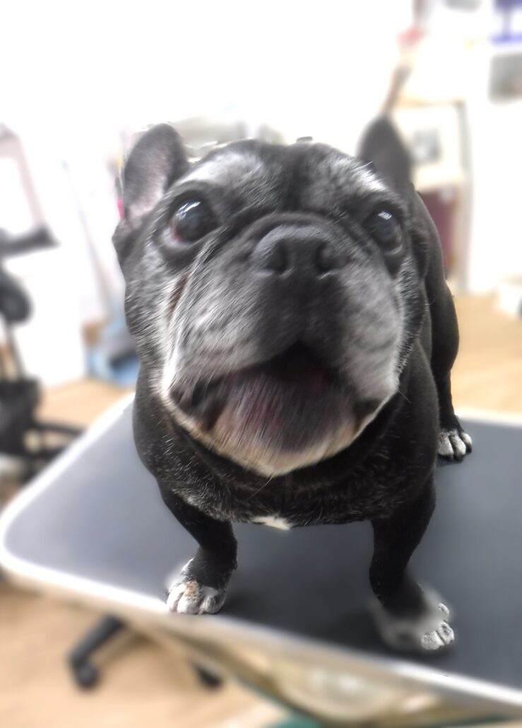 ビッフちゃん