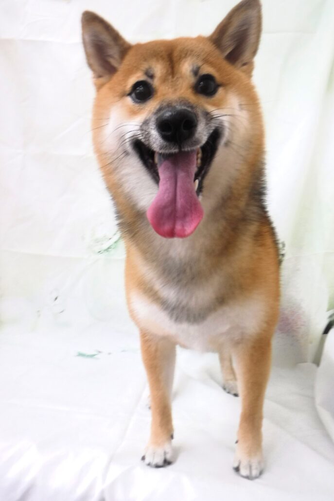 はなちゃん