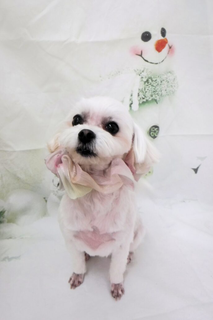 リリちゃん
