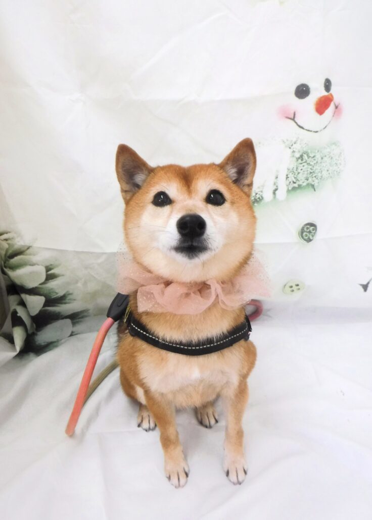 こはくちゃん