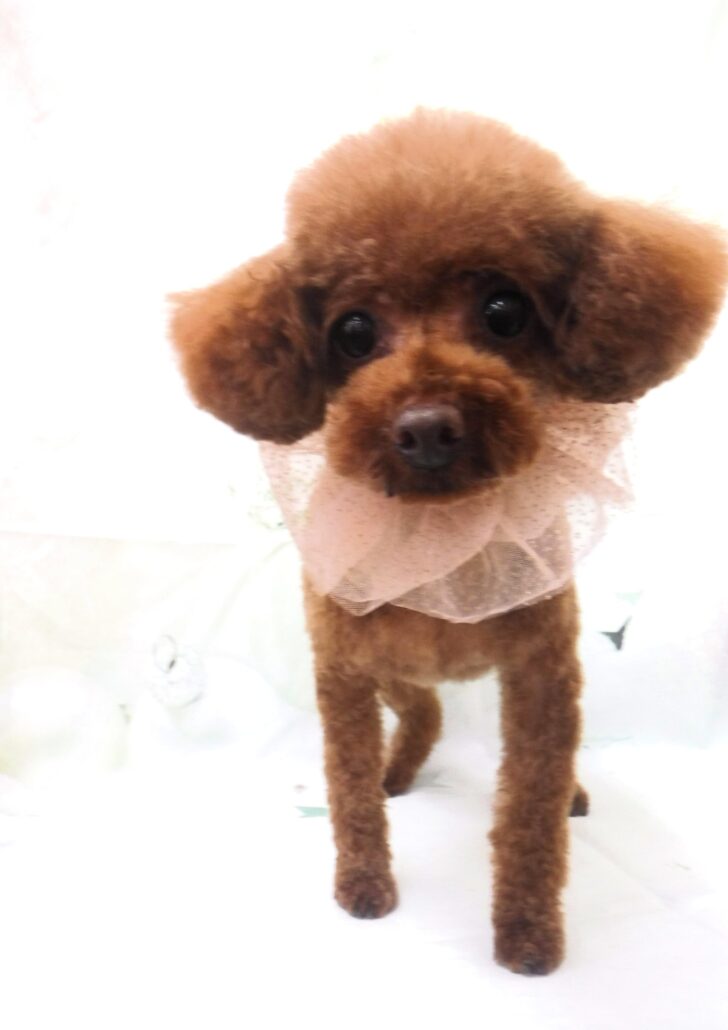 こまちちゃん