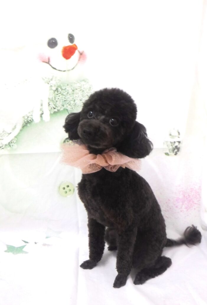 あずきちゃん