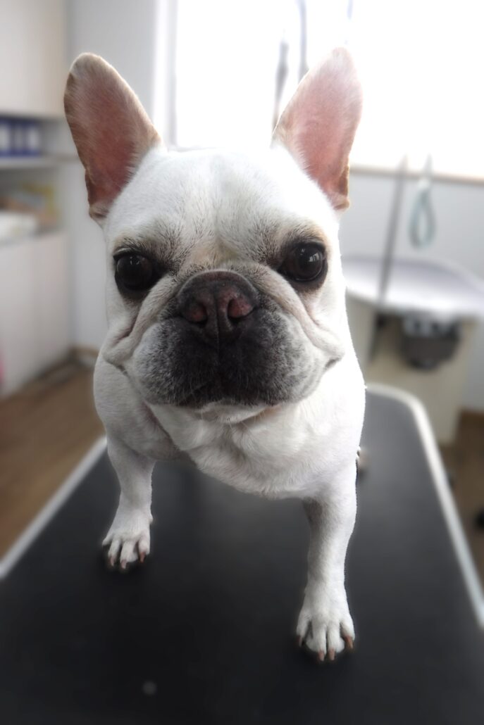 うめたろうちゃん