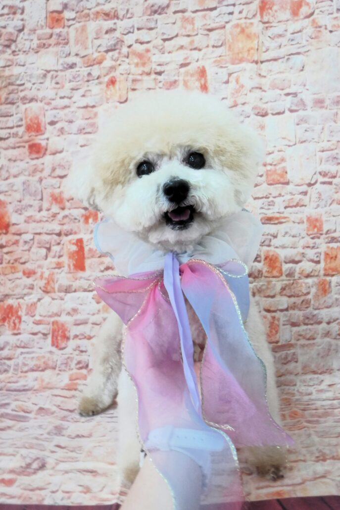 マカロンちゃん