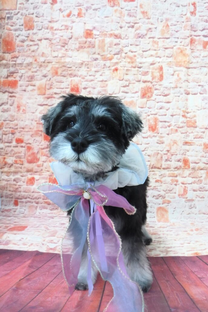 フォルテちゃん