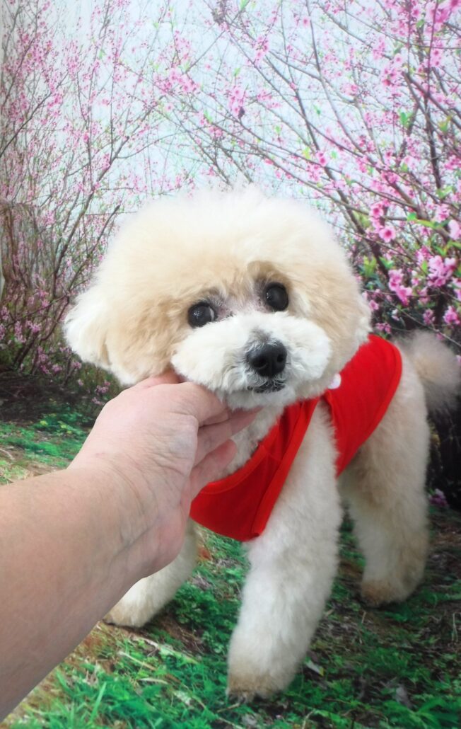 マカロンちゃん