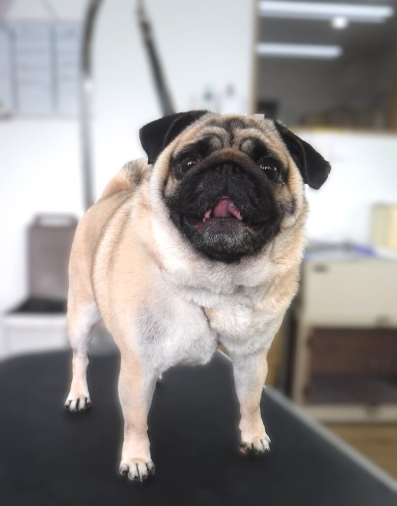 こげまるちゃん