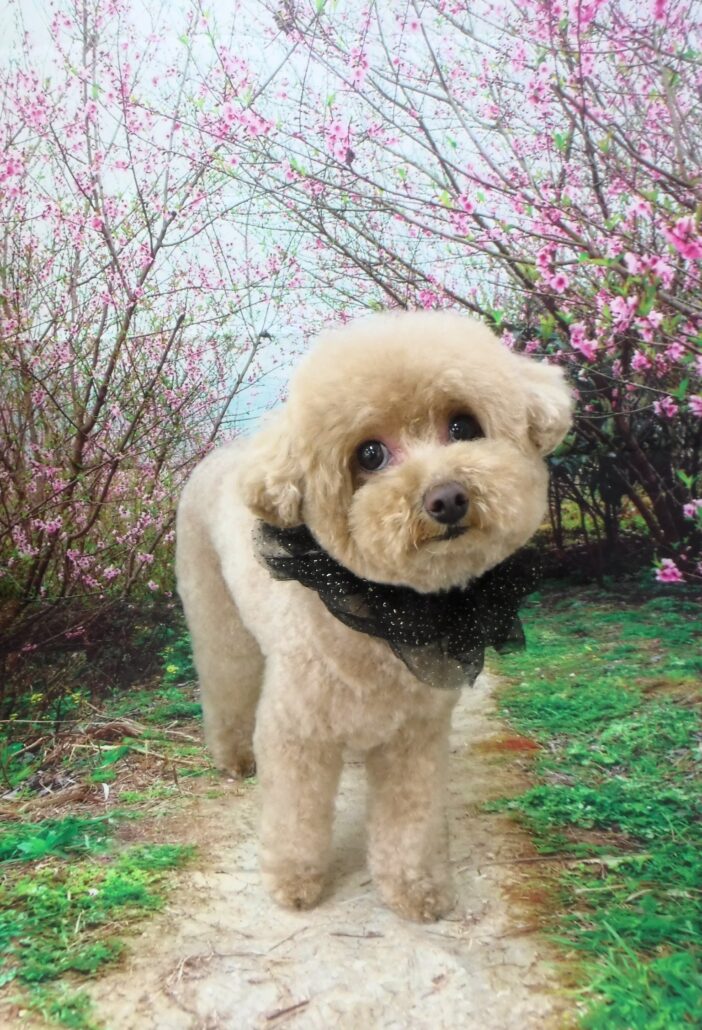 クッキーちゃん