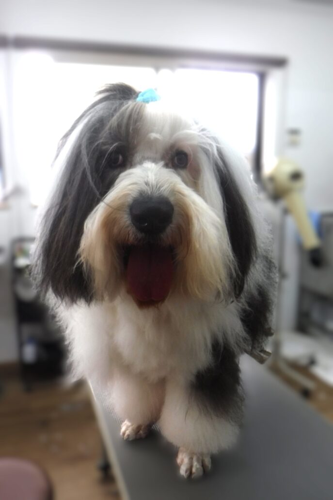 オリオンちゃん