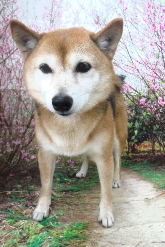 こはくちゃん