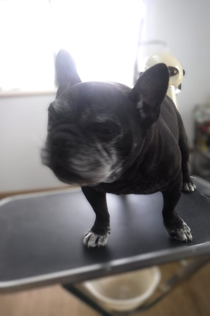 ビッフちゃん