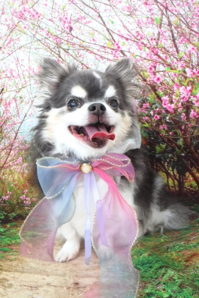 いちちゃん