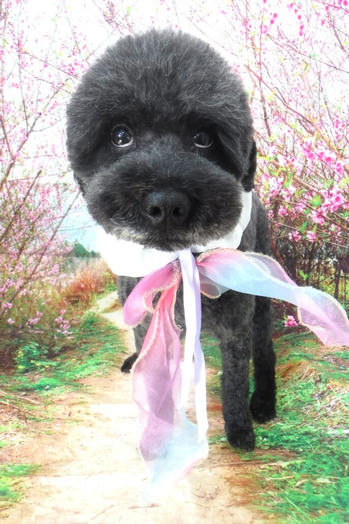 グーちゃん
