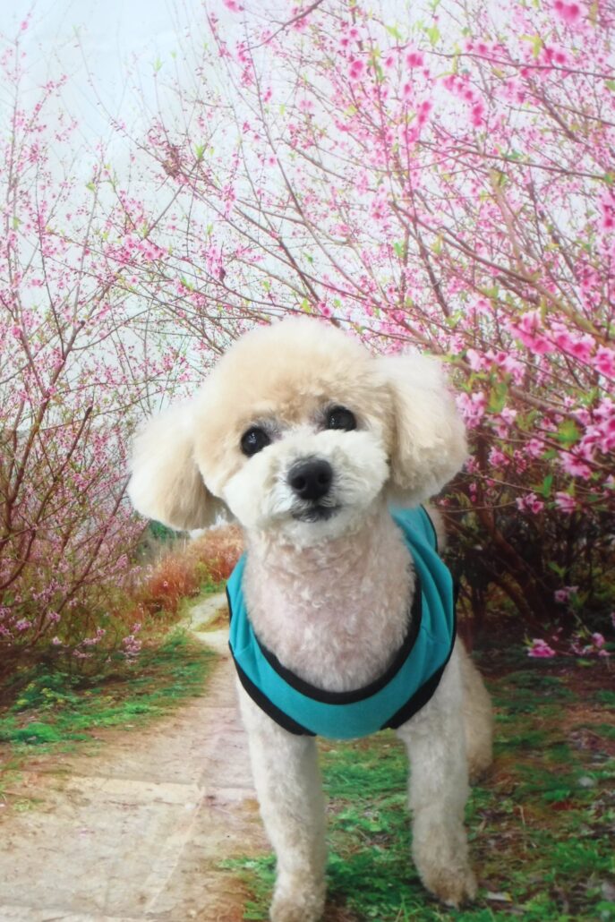 マカロンちゃん