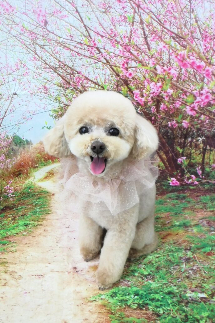 レオちゃん