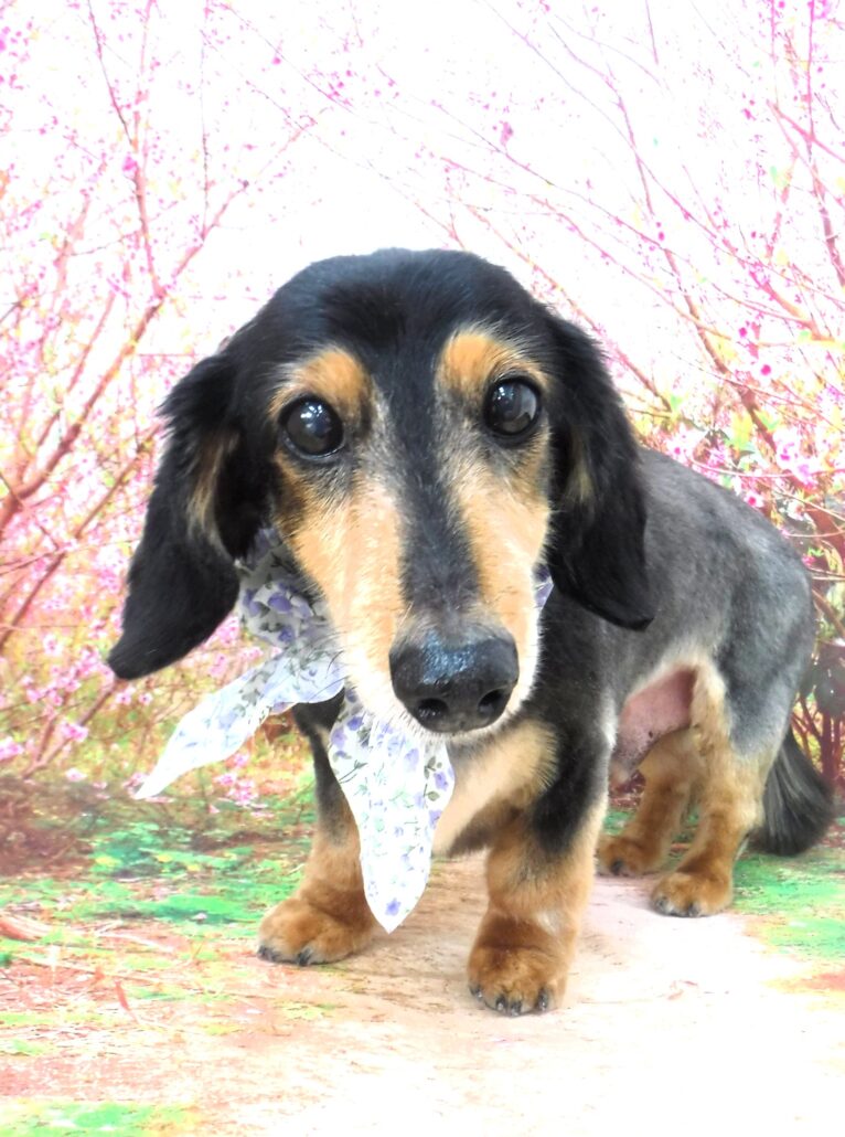 ソラちゃん