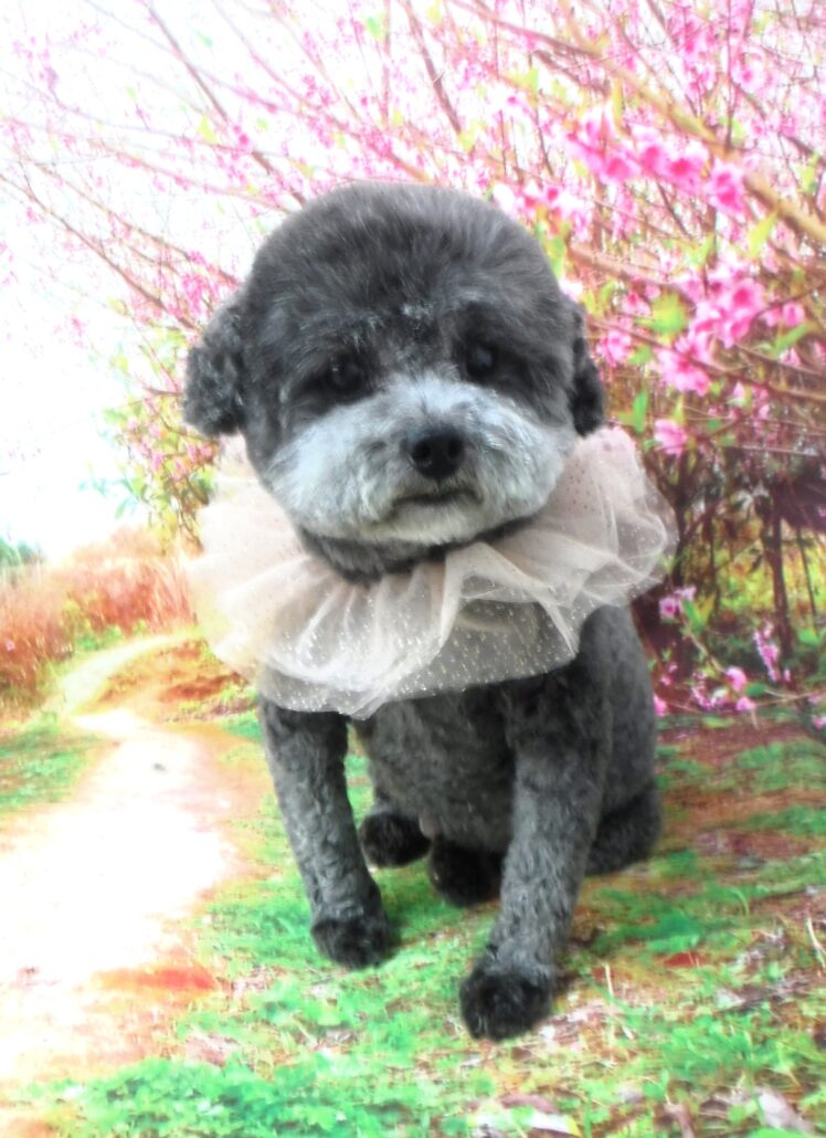 ココちゃん