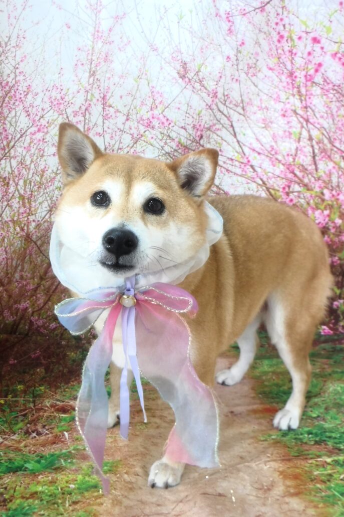 菜々ちゃん
