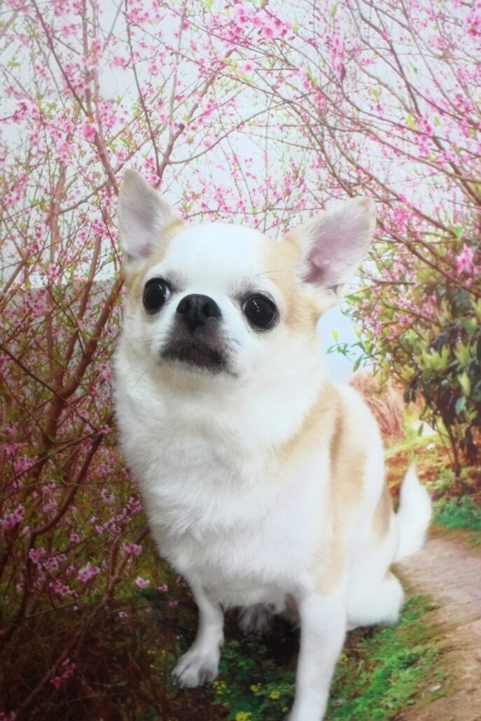 チビ太ちゃん