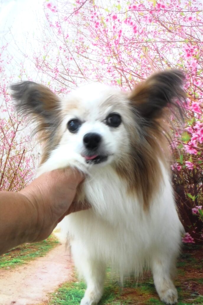 アンちゃん