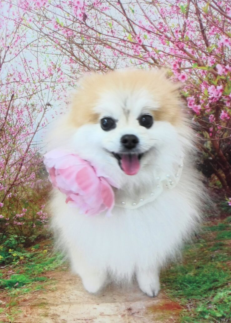 ファンちゃん
