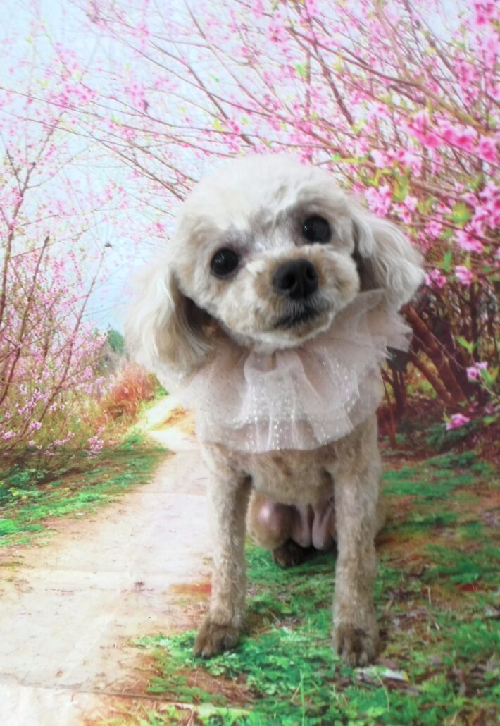ハルちゃん