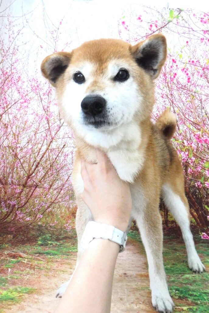 メイちゃん