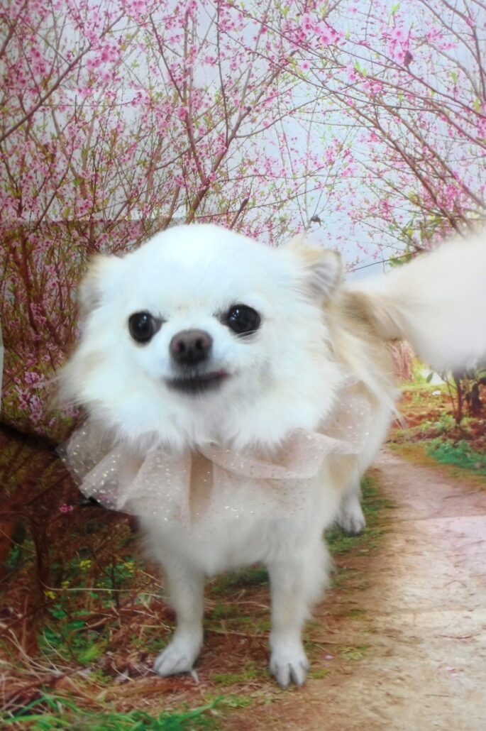 ミルちゃん