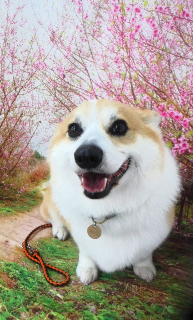 むぎちゃん